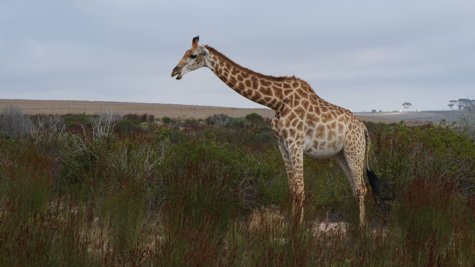 10-Day Cape Town, Garden Route & Addo Elephant National Park Tour: A Journey Through South Africa's Wonders