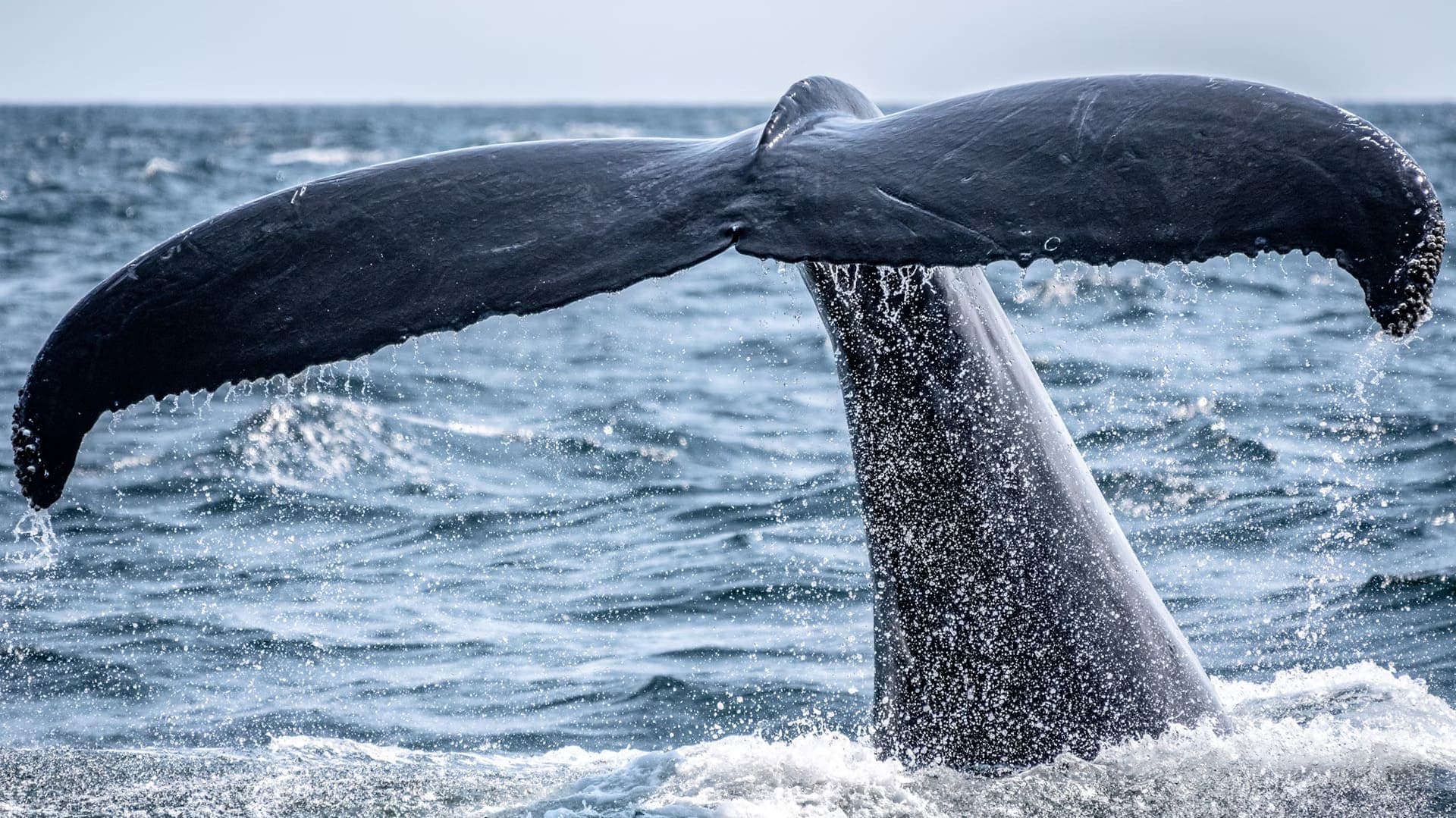 The Ultimate Hermanus Whale Festival Tour: Your Gateway to South Africa's Premier Whale-Watching Adventure