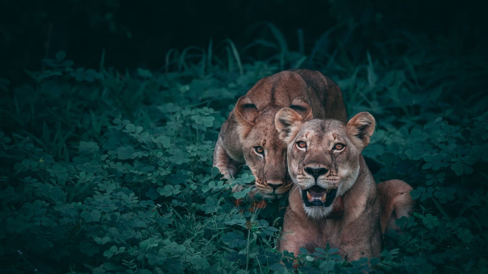 About South Africa Tours