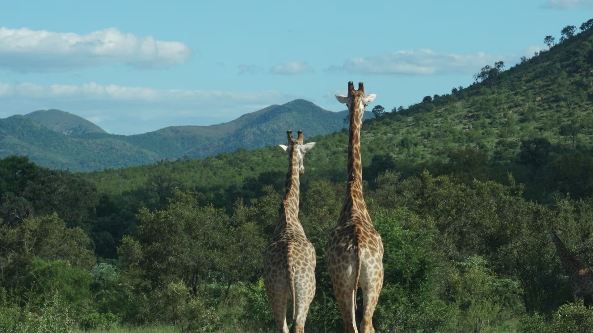 Exploring Kruger National Park: Your Ultimate Guide to an Unforgettable Safari Adventure