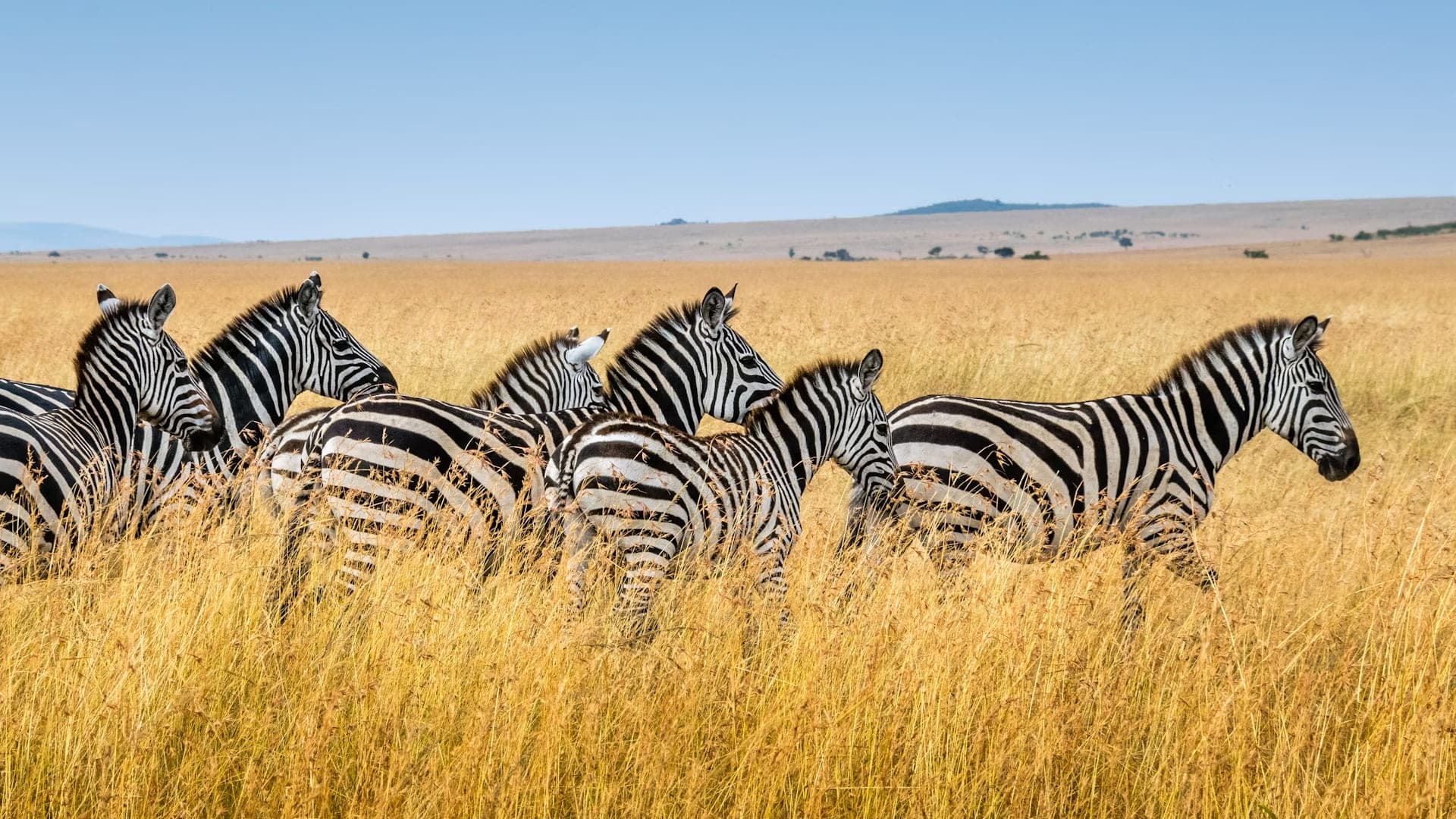 South Africa Tours Your Ultimate Wildlife Adventure Awaits