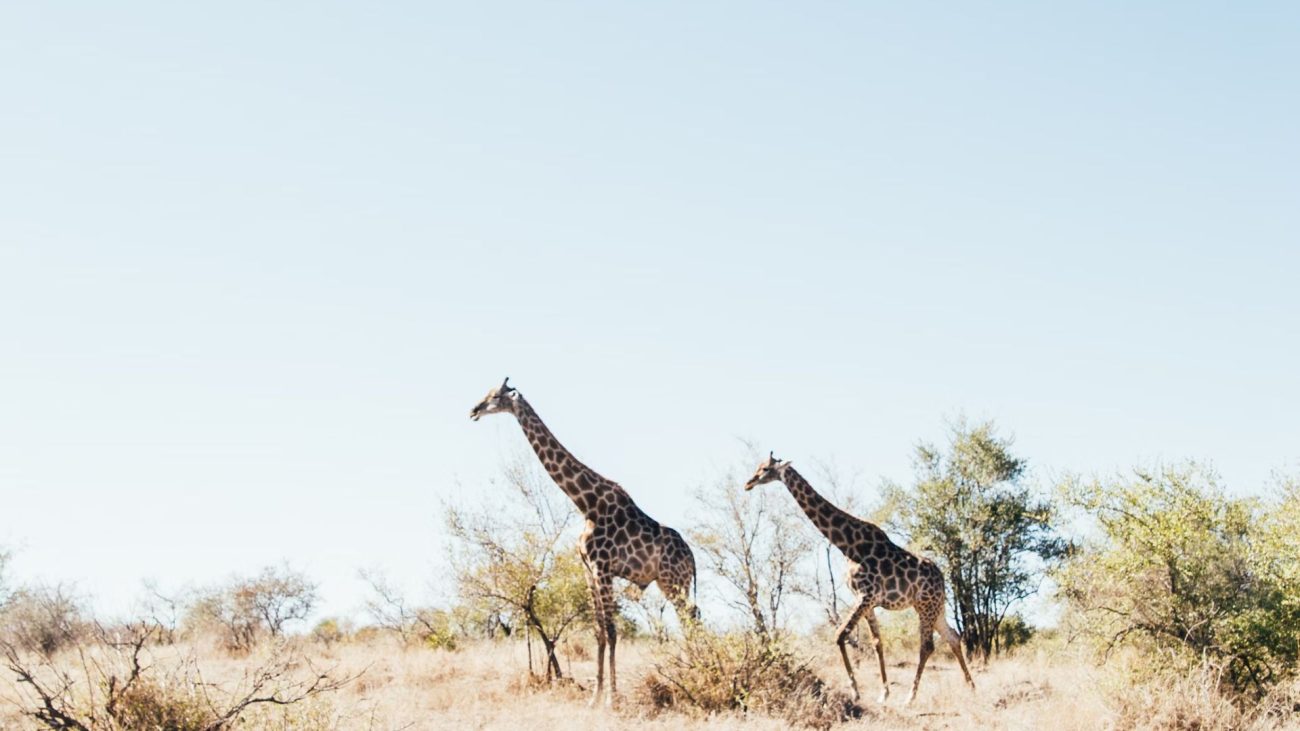 1-embark-on-a-safari-adventure-1300x731.jpg