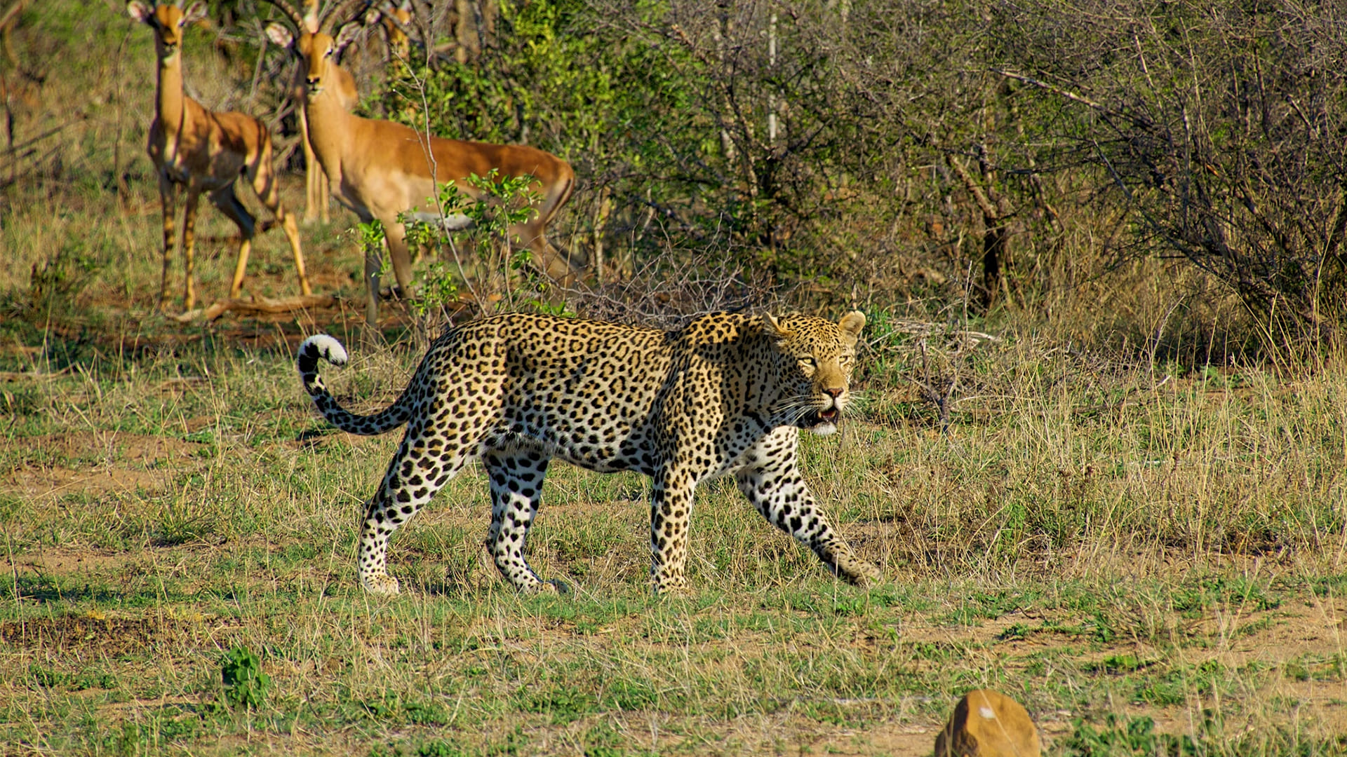 must-visit-wildlife-destinations.jpg