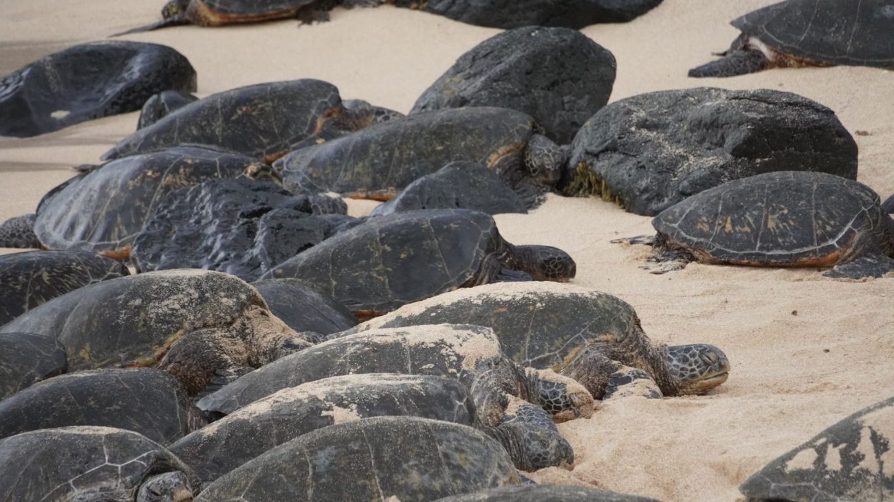 the-natural-spectacle-of-turtle-nesting-1300x731.jpg