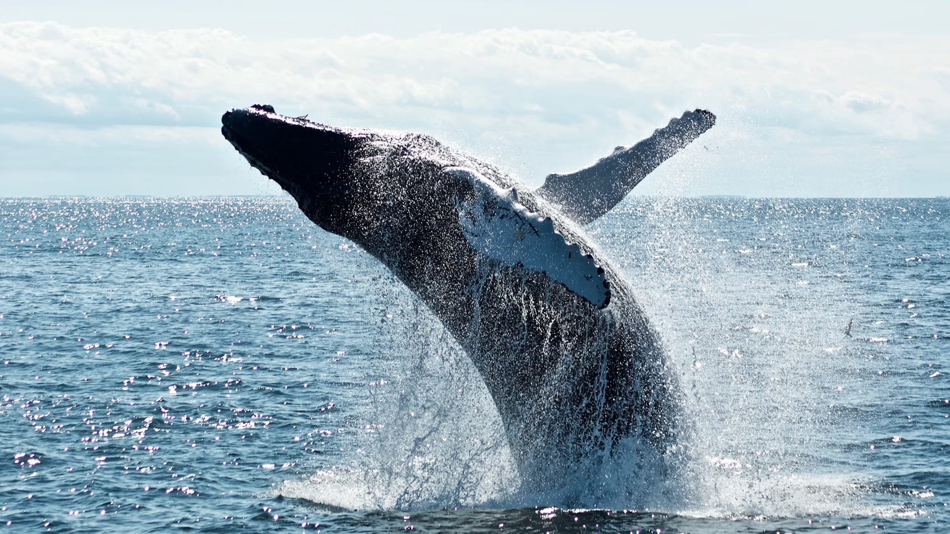 why-take-a-guided-whale-watching-tour.jpg
