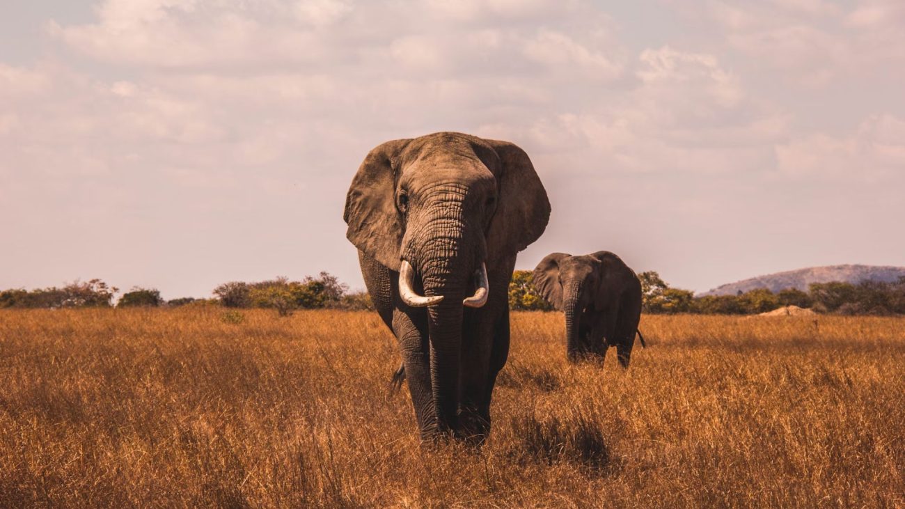 wildlife-conservation-tours-ethical-wildlife-experiences-contributing-to-conservation-1300x731.jpg